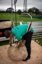 Longhorn® Back-Eze - Shearing Type